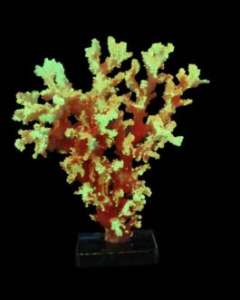 Decorative Coral Sculpture with Crystal Base